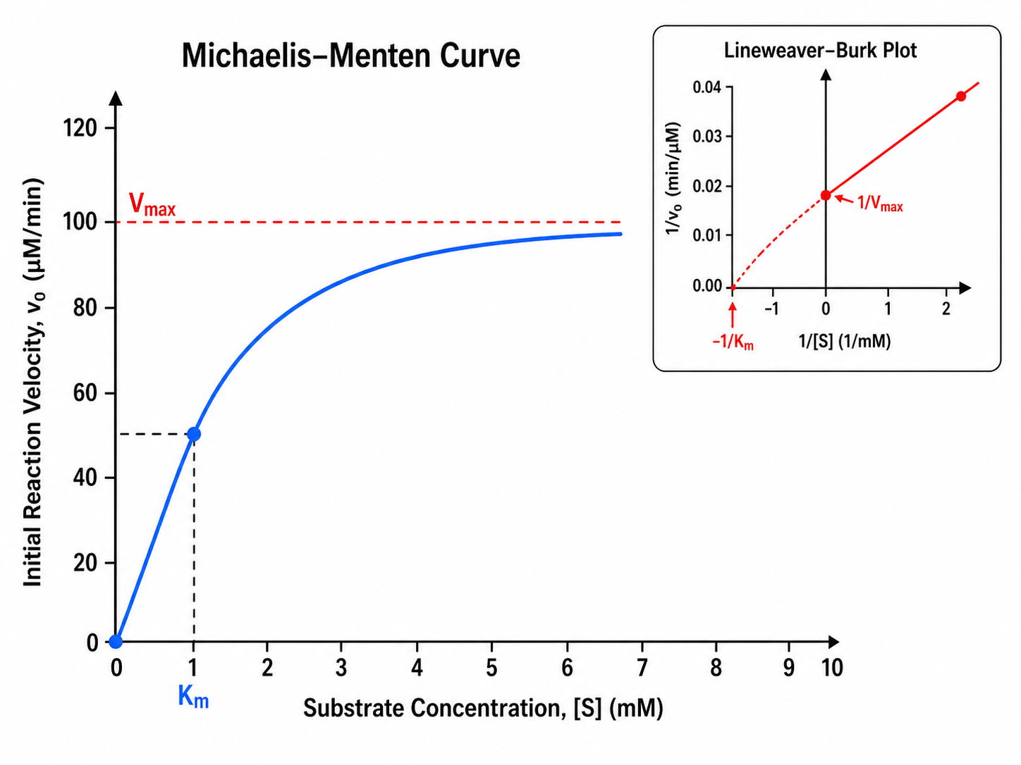 Biology Enzyme Kinetics Lineweaver Michaelis Diagram